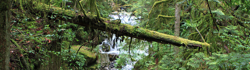Cypress Falls