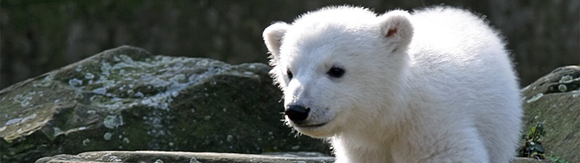 Knut on kuollut
