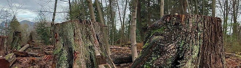 Stanley Parkin jättihakkuut